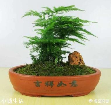 文竹可以晒太阳吗？怎么养护好呢？