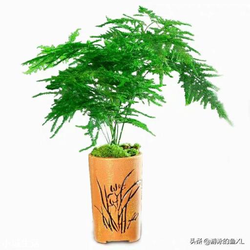 文竹可以晒太阳吗？怎么养护好呢？