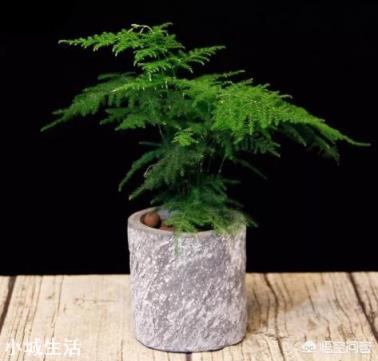 文竹可以晒太阳吗？怎么养护好呢？