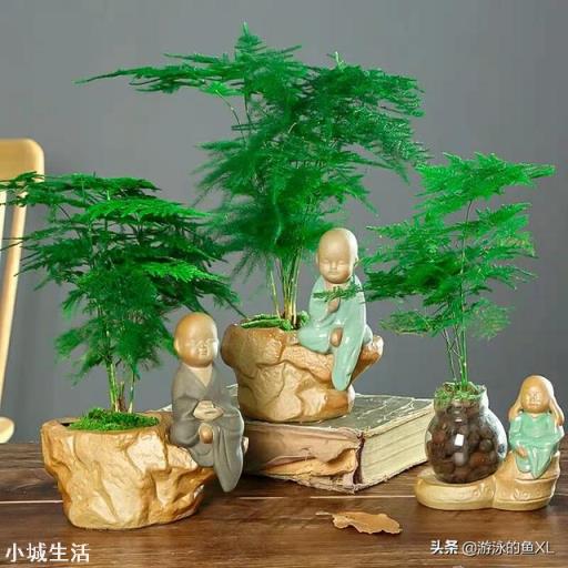文竹可以晒太阳吗？怎么养护好呢？