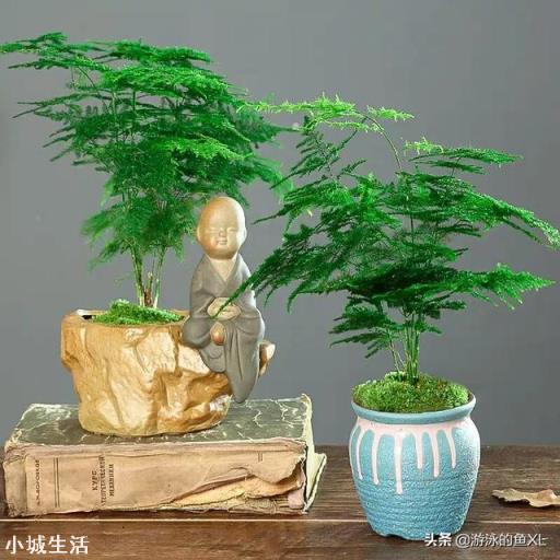 文竹可以晒太阳吗？怎么养护好呢？