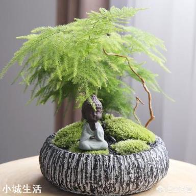 文竹可以晒太阳吗？怎么养护好呢？