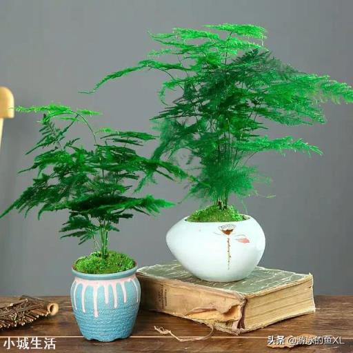 文竹可以晒太阳吗？怎么养护好呢？
