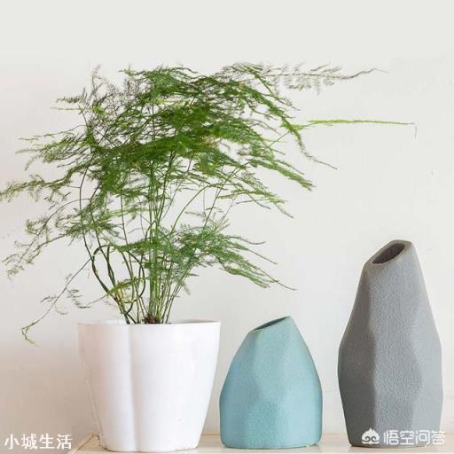 文竹可以晒太阳吗？怎么养护好呢？