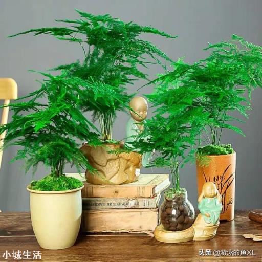 文竹可以晒太阳吗？怎么养护好呢？