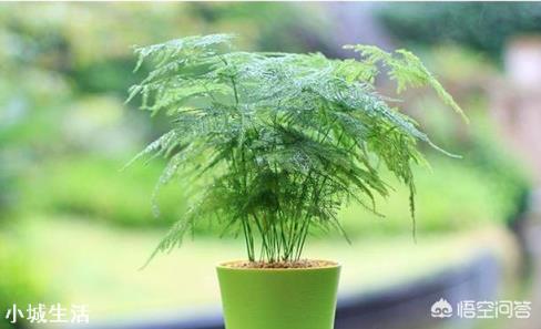 文竹可以晒太阳吗？怎么养护好呢？