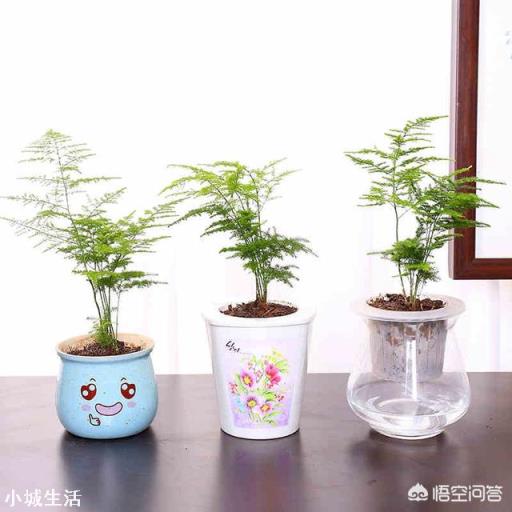文竹可以晒太阳吗？怎么养护好呢？