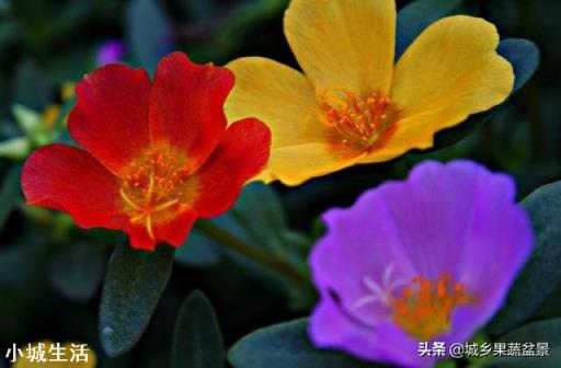 太阳花只长叶不开花是怎么回事？