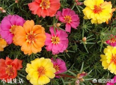 太阳花只长叶不开花是怎么回事？