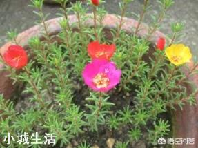 太阳花只长叶不开花是怎么回事？