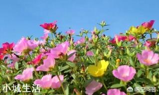 太阳花只长叶不开花是怎么回事？