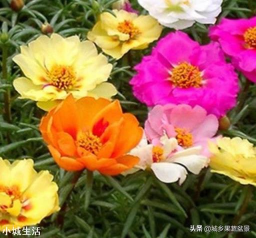 太阳花只长叶不开花是怎么回事？
