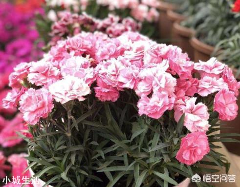 太阳花只长叶不开花是怎么回事？