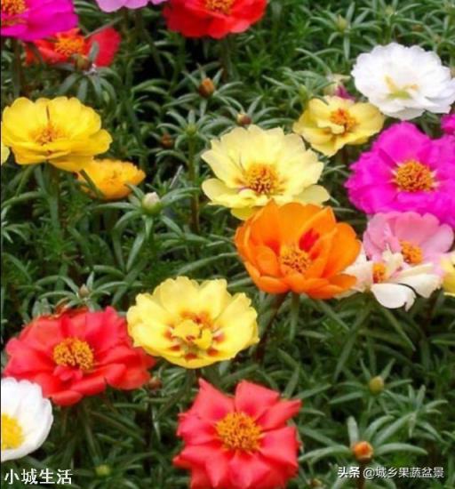 太阳花只长叶不开花是怎么回事？