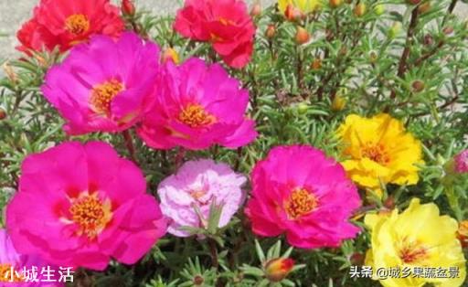 太阳花只长叶不开花是怎么回事？