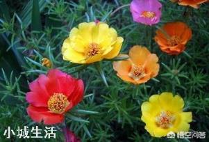 太阳花只长叶不开花是怎么回事？