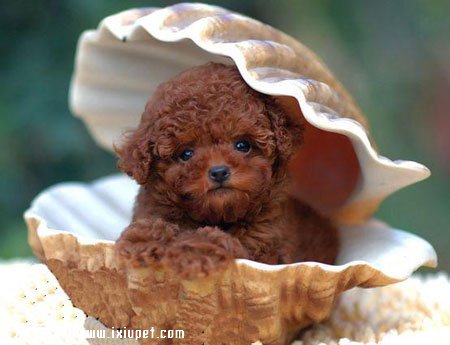 泰迪犬乱叫怎么办？