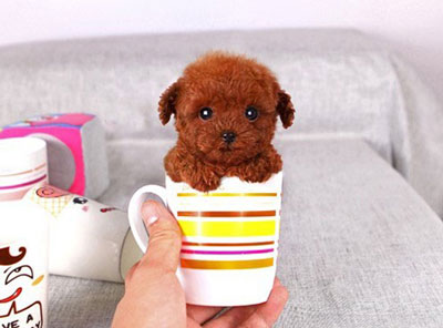 茶杯泰迪犬的面部清理方法