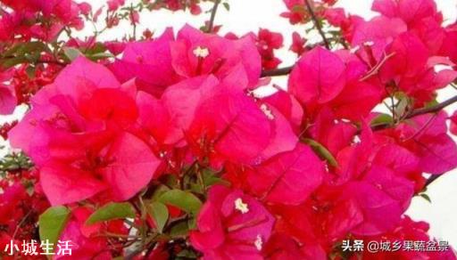 怎样养好三角梅？