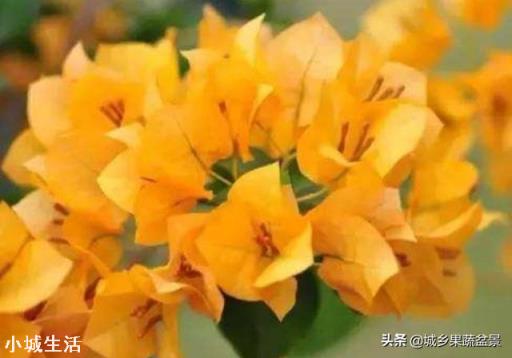 怎样养好三角梅？