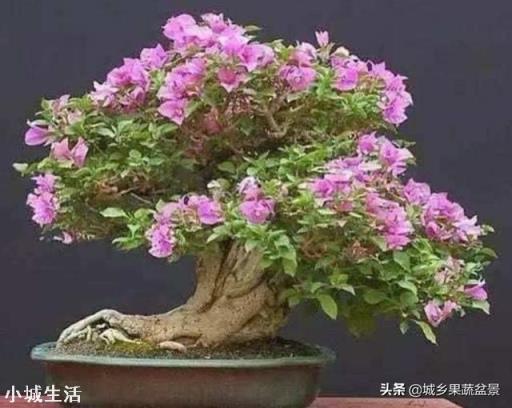 怎样养好三角梅？