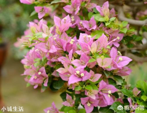 怎样养好三角梅？