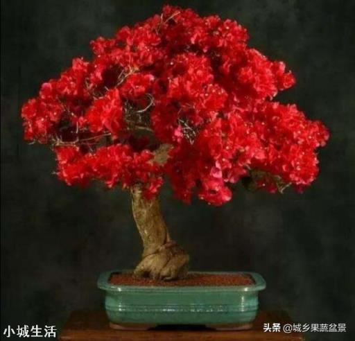 怎样养好三角梅？
