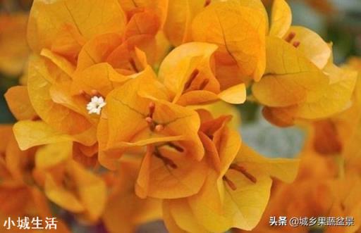 怎样养好三角梅？