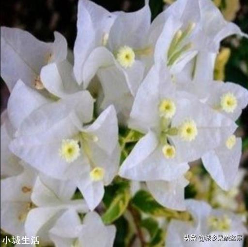 怎样养好三角梅？