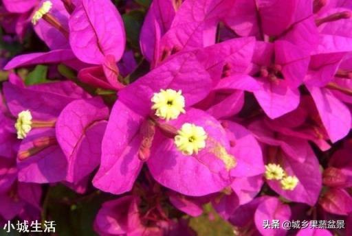怎样养好三角梅？