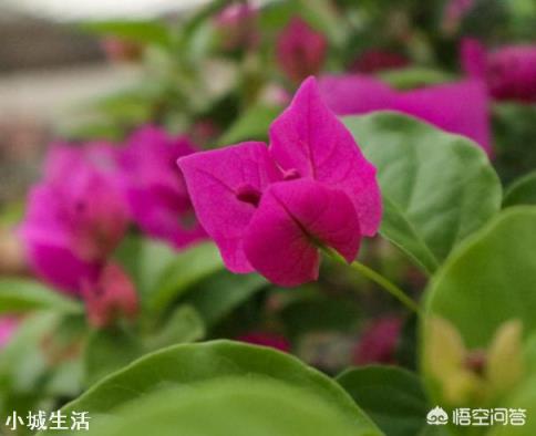 怎样养好三角梅？