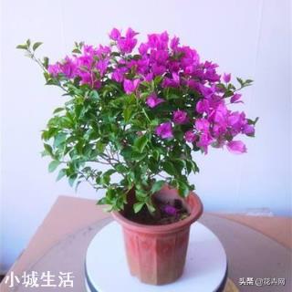 怎样养好三角梅？