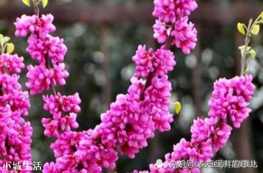 相親見過一面的女生，在微信上聊的還可以，然后周末約她出去玩，答應了，需要帶禮物嗎？