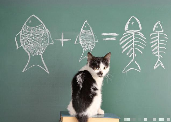 “聪明猫”才有的几个表现,养猫不只看颜值