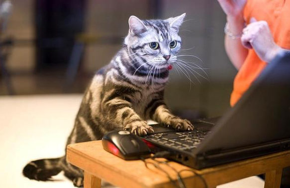 “聪明猫”才有的几个表现,养猫不只看颜值