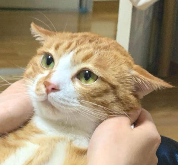 猫准备出击会展现飞机耳,猫飞机耳是什么意思