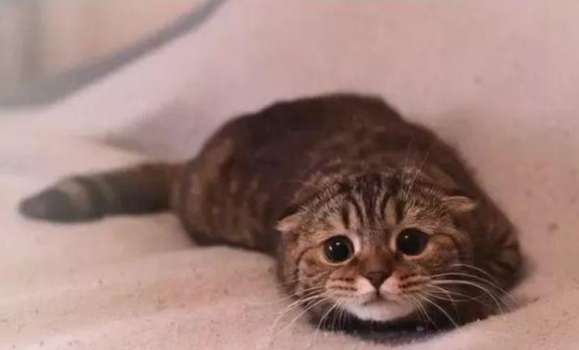 猫准备出击会展现飞机耳,猫飞机耳是什么意思