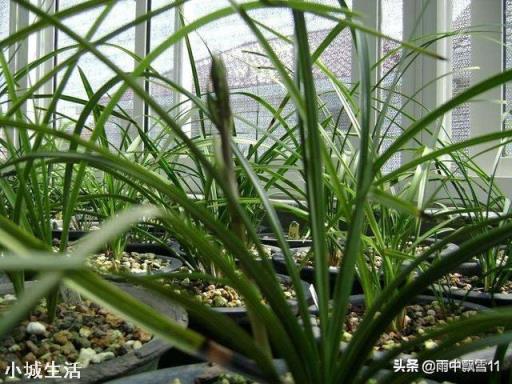稀释过的奶粉水，能浇盆栽兰花吗？
