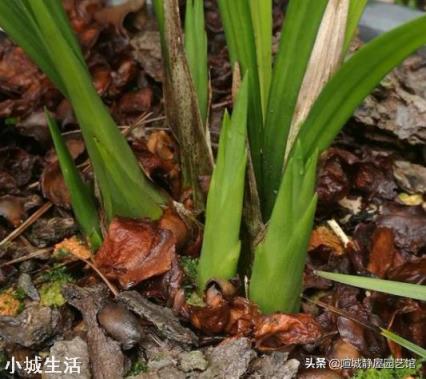 稀释过的奶粉水，能浇盆栽兰花吗？