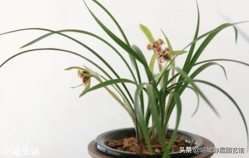稀释过的奶粉水，能浇盆栽兰花吗？