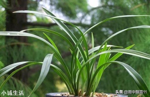 稀释过的奶粉水，能浇盆栽兰花吗？