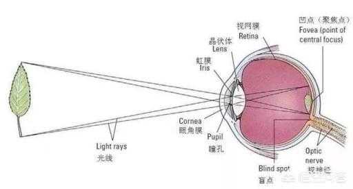 很多人在接吻的时候为什么要闭眼？