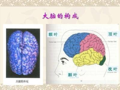 很多人在接吻的时候为什么要闭眼？