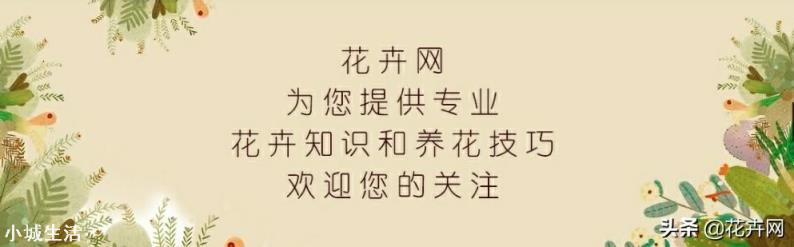 为什么多肉会徒长？