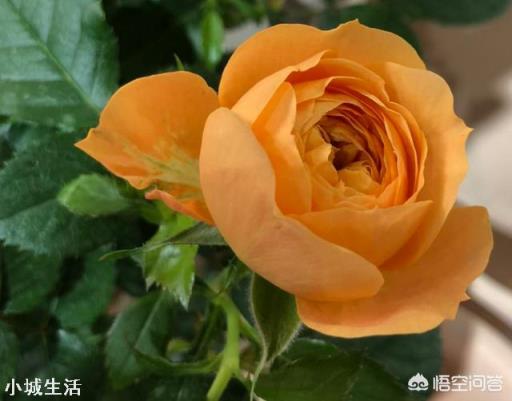 夏天新買的月季如何養護？