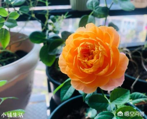 夏天新買的月季如何養護？