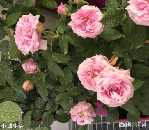 夏天新買的月季如何養護？