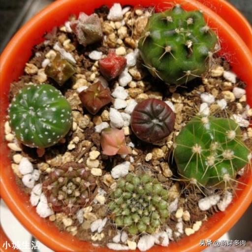 现在已经是夏天了，还能在网上买花种植吗？