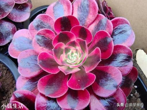 现在已经是夏天了，还能在网上买花种植吗？
