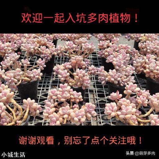 现在已经是夏天了，还能在网上买花种植吗？